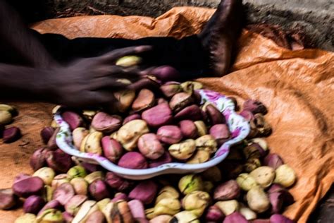 The Kola Nut and the Tortoise – Eine uralte Geschichte über Gier und Bescheidenheit aus dem 8. Jahrhundert Nigerias!