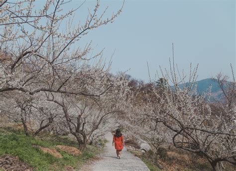 광양매화마을, 봄바람에 실려오는 매화향기와 함께하는 시간