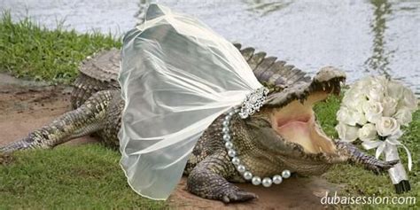  The Woman Who Married a Crocodile: Eine märchenhafte Begegnung mit dem Unerwarteten